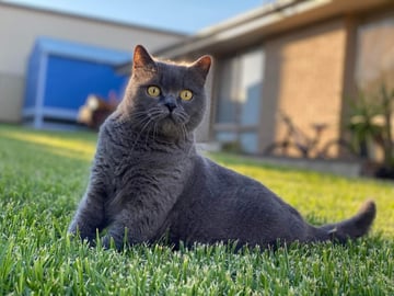 Ollie May Britz - British Shorthair Cat Breeder - Parkes, NSW