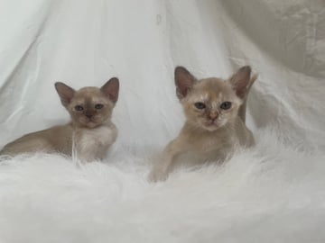 Zuccala Cattery - Siamese and Burmese Cat Breeder