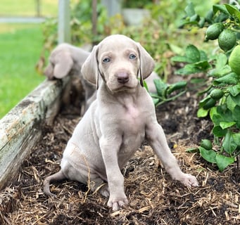 Somerford Weimaraners - Breeders