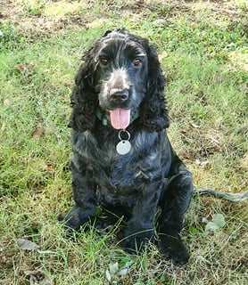 RUEBETHAN Cocker Spaniels