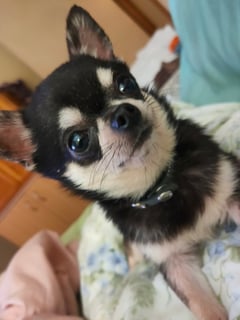 Toyopet - Chihuahua Breeder, Dog lover - Rosewood, QLD