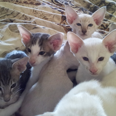 Hareem Oriental Cattery - Siamese and Oriental Breeder - Kingaroy, QLD