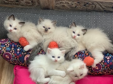 Pedigree Ragdoll Breeder - Newcastle NSW