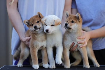 Mashumarosou Shiba Inu Breeder, Adelaide, SA