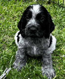 Silverblue Cocker Spaniels