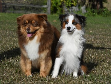 JENZSA Miniature American Shepherds - Central Coast, NSW