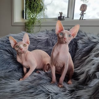 Prettyskinz Cattery -Sphynx Cat Breeder - Tasmania