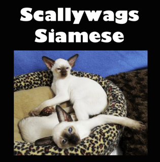 Scallywags Siamese - Breeder - Brisbane