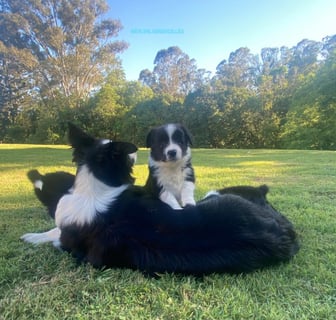 NATRLSKIL Border Collies