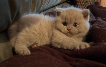 RITZYKITZ BRITISH SHORTHAIR - REGISTERED BREEDER - HILLS DISTRICT NSW