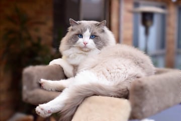 Silhouette Ragdolls - Ragdoll Breeder - Melbourne, Victoria