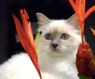 BRINCAT BIRMANS - Birman Breeder - Sunshine Coast, Queensland