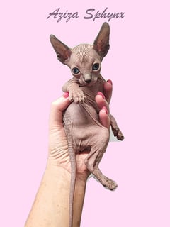 Aziza Sphynx Cattery 