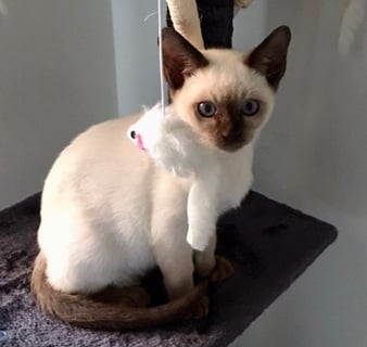 Burmese and Tonkinese Cat Breeder, Lower Blue Mountains