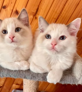 Elgandi Ragdolls