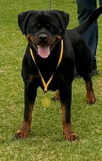 HOLSTAM ROTTWEILERS 