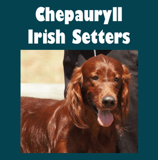 Chepauryll - Irish Setter Breeder - Mackay, QLD