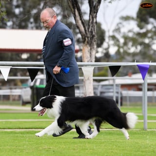 BORDACROFT KENNELS - Border Collie Breeder - Lewiston, SA