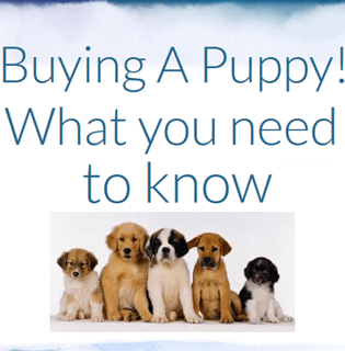 Buying a Puppy - what you need to know !