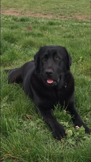 Kimellie Labradors