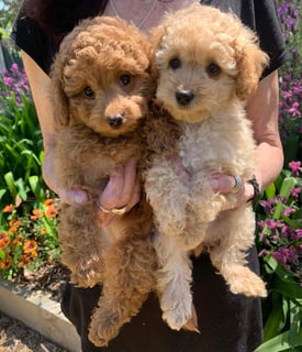 Trucolours - Toy Poodle Breeder - Canberra, ACT