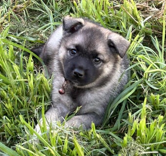 KYXEN Norwegian Elkhounds