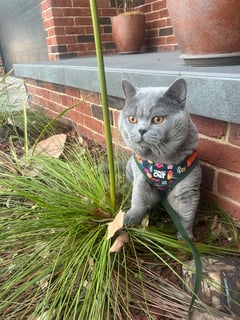  Murraybrook Brits - British Shorthair Breeder 