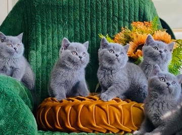  Murraybrook Brits - British Shorthair Breeder - Muswellbrook, NSW