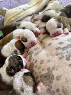 HULLABULLULA British Bulldogs