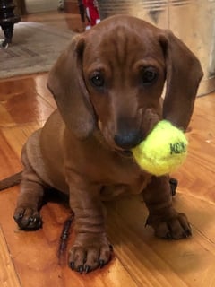 LONGBODIES DACHSHUNDS