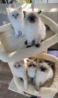 BlackDiamond Ragdolls