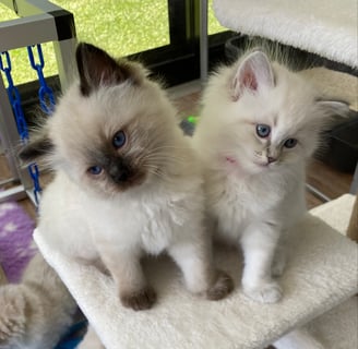 BlackDiamond Ragdolls