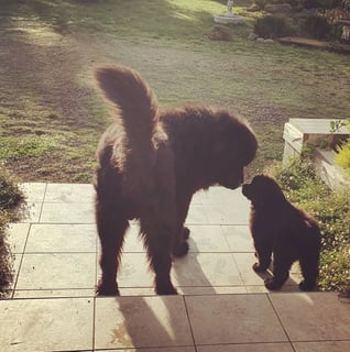 Baywatch Newfoundlands 