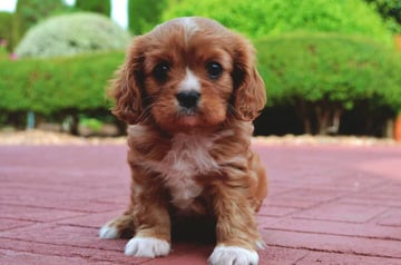 PAWPRINT PUPPIES