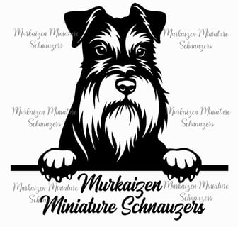 Murkaizen Miniature Schnauzers