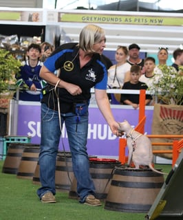 The Smart Cat Society at Work - Sydney Royal Born Bold Sphynx Cats