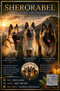 Sherorabel Belgian Shepherds Sherorabel Belgian Shepherds