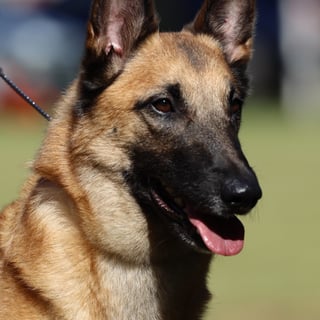 Sherorabel Belgian Shepherds