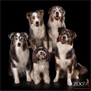 Pet Photographer - Zoo Studio Photography