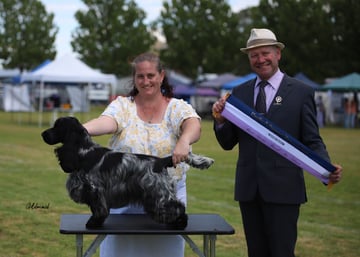 Grenadi Cocker Spaniels