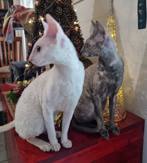 Curlytail - Cornish Rex Breeder