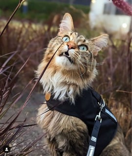 Cat Harness Australia