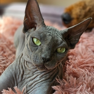 Botox Sphynx  Bambino and Sphynx Registered Breeder