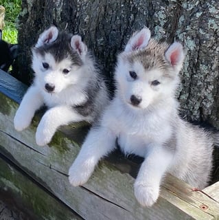 Taejaan Siberian Huskies