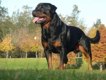 Rotteln Rottweilers 