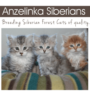 Anzelinka Siberians - Hypoallergenic Cat Breeder - Adelaide, South Australia