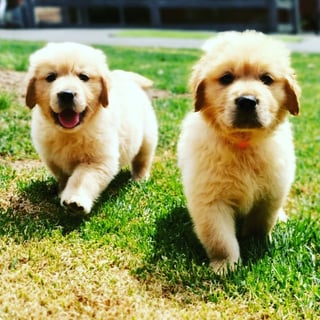 Precisepups Golden Retrievers 