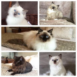 Jorgiaryan Ragdolls - Ragdoll Breeder - Adelaide, South Australia