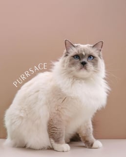 Purrsace Ragdolls