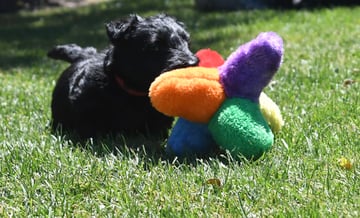 Finnegon Scottish Terriers